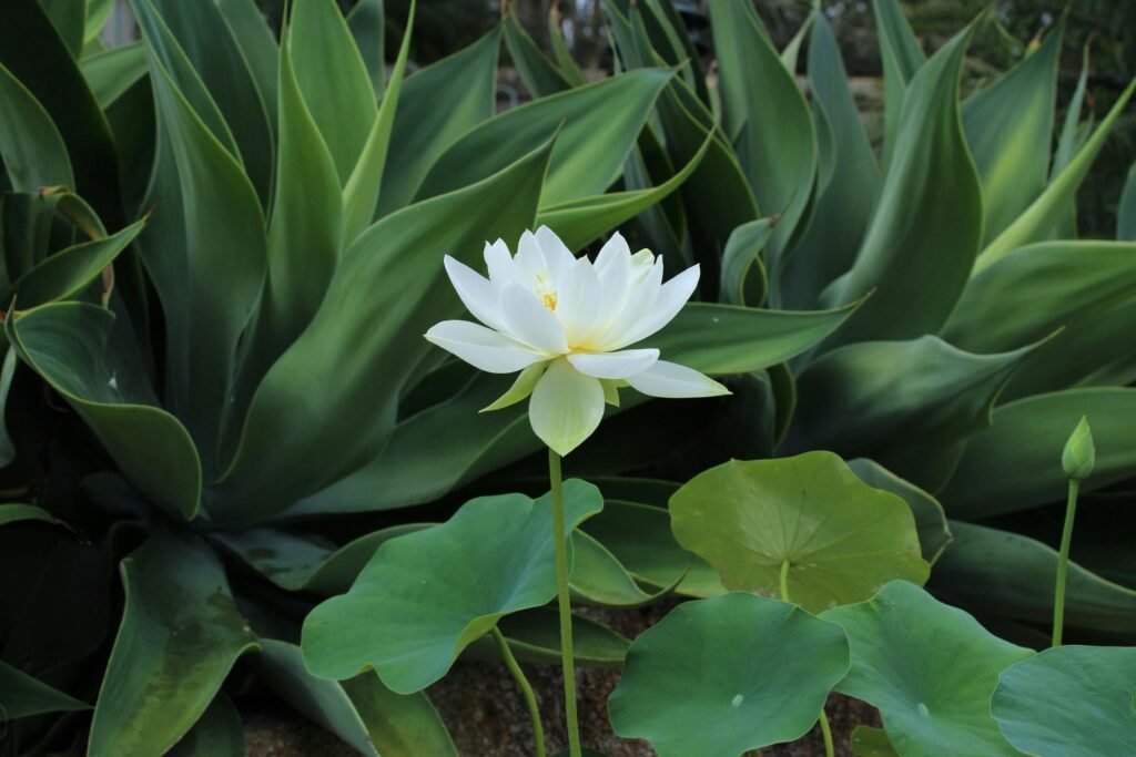 A serene white lotus flower stands out in a green garden setting in Brisbane.