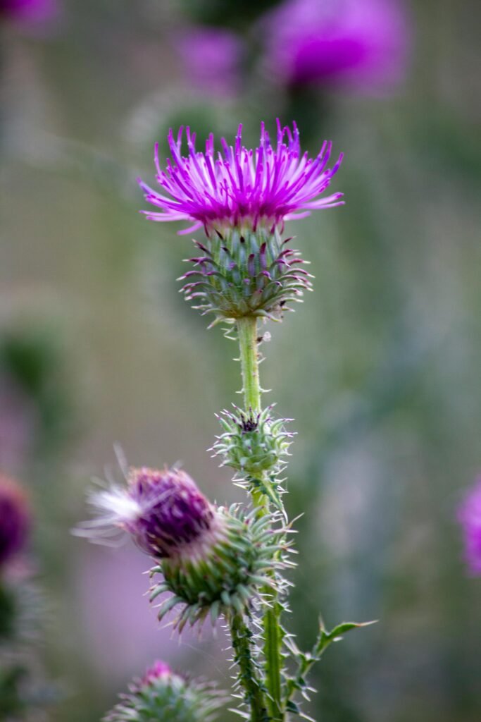 Vibrant close-up of a purple thistle flower with a soft-focus meadow background.